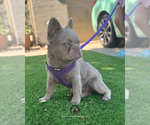 Small #6 French Bulldog