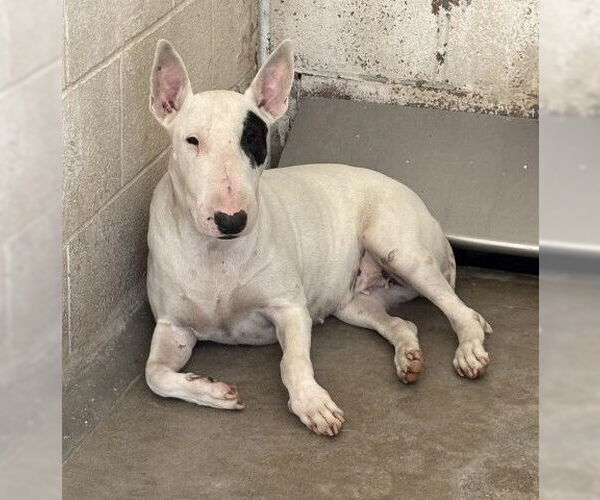 Medium Photo #1 Bull Terrier Puppy For Sale in San Bernardino, CA, USA