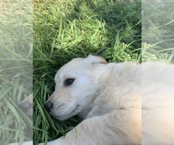 Medium Photo #4 Golden Retriever Puppy For Sale in WELDON, CA, USA