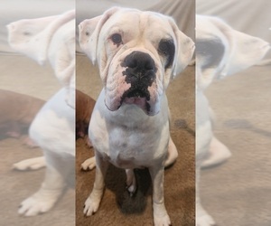 Father of the Boxer puppies born on 08/07/2026
