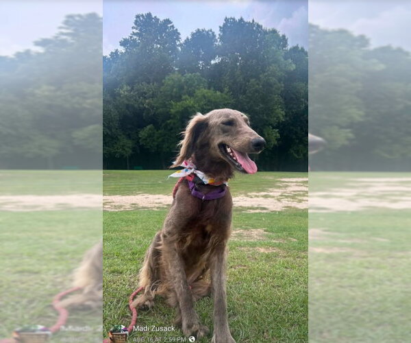 Medium Photo #1 Afghan Hound-Unknown Mix Puppy For Sale in Winston Salem, NC, USA