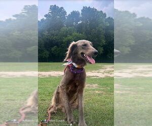 Afghan Hound-Unknown Mix Dogs for adoption in Winston Salem, NC, USA