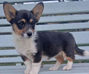 Pembroke Welsh Corgi Puppy for sale in MILTON, WI, USA