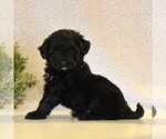 Small Photo #1 Aussiedoodle Miniature  Puppy For Sale in KINZERS, PA, USA