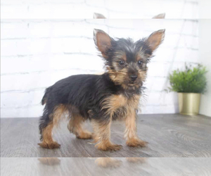 Yorkshire Terrier Puppy for sale in RED LION, PA, USA