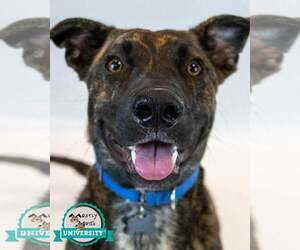 Basset Hound-Unknown Mix Dogs for adoption in Kennesaw, GA, USA