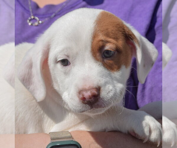 Medium Photo #6 American Staffordshire Terrier-Boston Terrier Mix Puppy For Sale in Huntley, IL, USA
