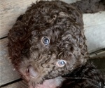 Small Photo #1 Labradoodle Puppy For Sale in CANFIELD, OH, USA