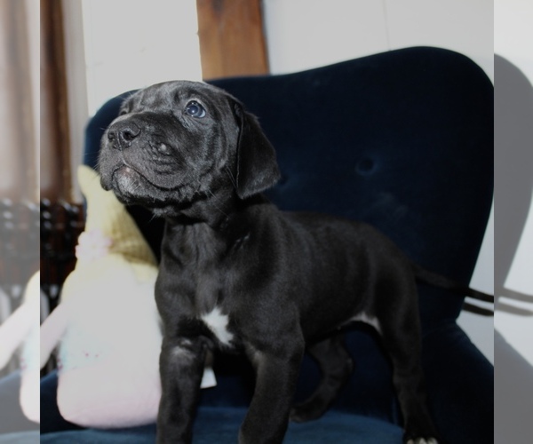 Medium Photo #1 Great Dane Puppy For Sale in CHATHAM, VA, USA