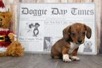 Small Photo #2 Dachshund Puppy For Sale in BEL AIR, MD, USA