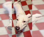 Small #2 American Pit Bull Terrier Mix