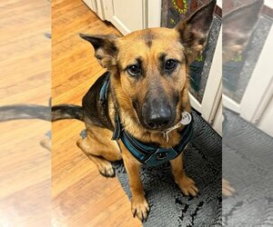 German Shepherd Dog Dogs for adoption in Mt. Airy, MD, USA