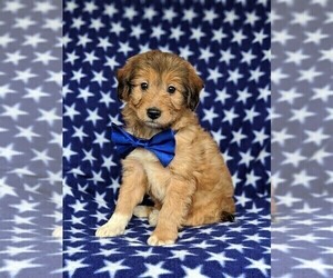 Sheltidoodle Puppy for sale in CHRISTIANA, PA, USA