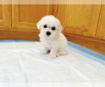 Puppy Snow Bichon Frise