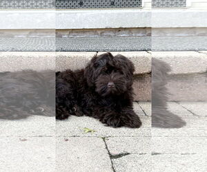 Medium Cockapoo