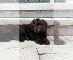 Small Cockapoo