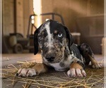 Small #10 Catahoula Leopard Dog