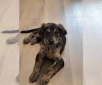 Puppy Wemby Catahoula Leopard Dog-Goldendoodle Mix