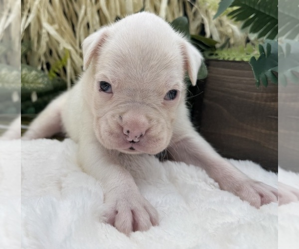 Medium Photo #5 Boxer Puppy For Sale in PAWNEE CITY, NE, USA