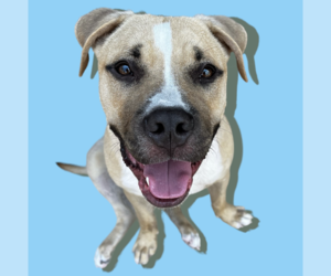 Mastiff-Unknown Mix Dogs for adoption in Rockville, MD, USA