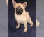 Small Photo #1 Pom-A-Pug Puppy For Sale in SEBASTIAN, FL, USA