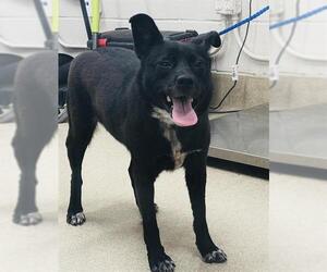 Mutt Dogs for adoption in Grand Prairie, TX, USA