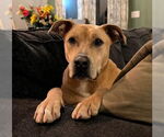 Small #12 Labrador Retriever Mix