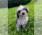 Image preview for Ad Listing. Nickname: Cavapoo puppies