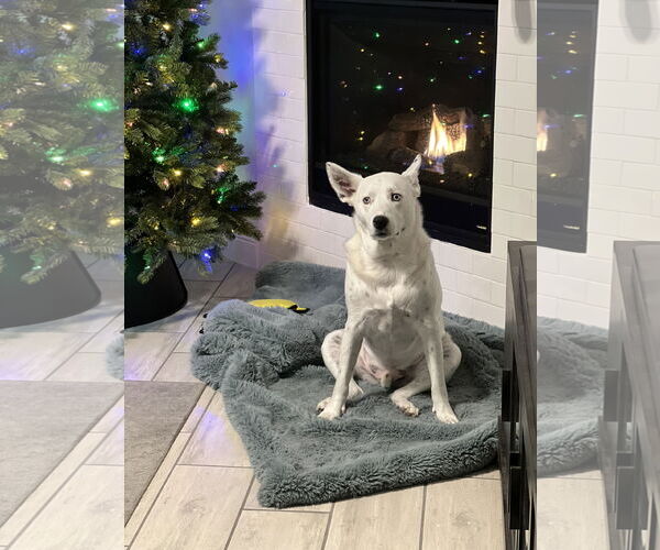 Medium Photo #4 Australian Shepherd-Unknown Mix Puppy For Sale in Dallas, TX, USA