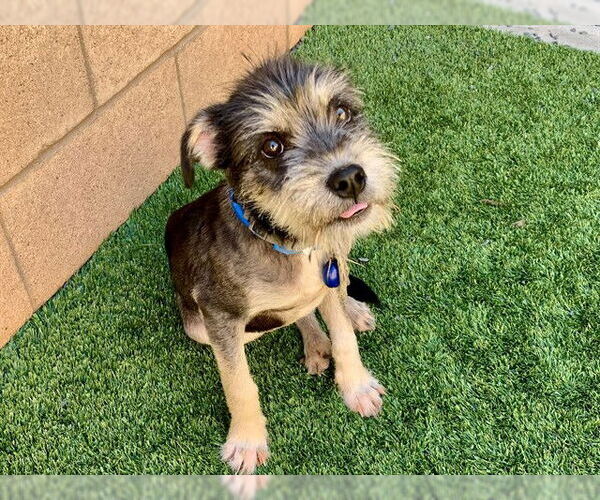 Medium Photo #1 Mutt Puppy For Sale in Moreno Valley, CA, USA