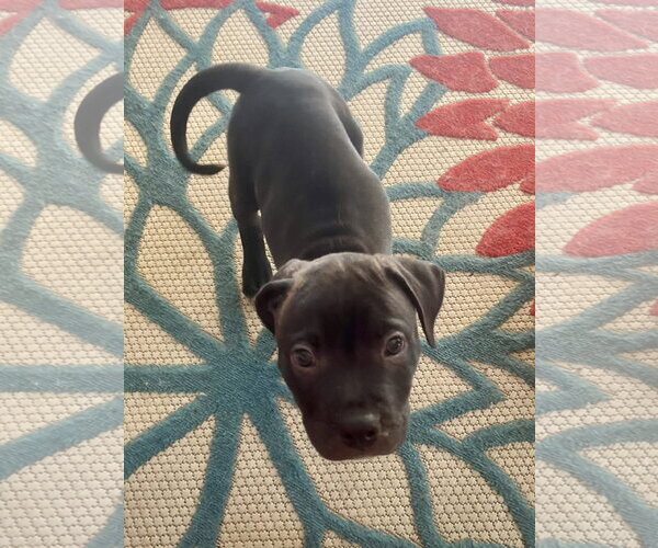 Medium Photo #5 American Staffordshire Terrier-Unknown Mix Puppy For Sale in Atlanta, GA, USA