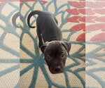 Small #4 American Staffordshire Terrier Mix