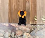 Small Photo #47 Goldendoodle (Miniature) Puppy For Sale in HALTOM CITY, TX, USA