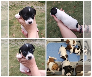 Jack Russell Terrier Puppy for sale in JASPER, FL, USA