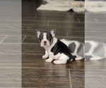 Puppy Smooch French Bulldog