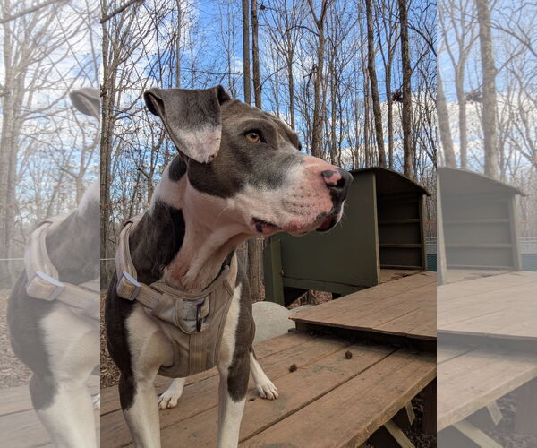 Medium Photo #1 Mutt Puppy For Sale in McCormick, SC, USA