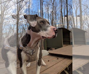 Mutt Dogs for adoption in McCormick, SC, USA