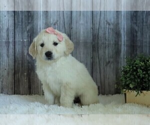 English Cream Golden Retriever Puppy for sale in FREDERICKSBG, OH, USA