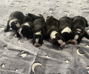 Boston Terrier Puppy for Sale in RANSOMVILLE, New York USA