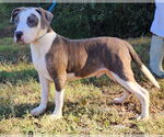 Small #1 Bulldog Mix