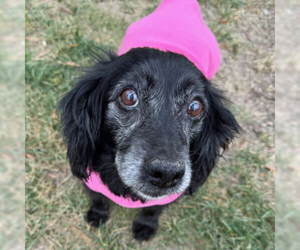 Medium Photo #10 Cocker Spaniel Puppy For Sale in Arlington, VA, USA