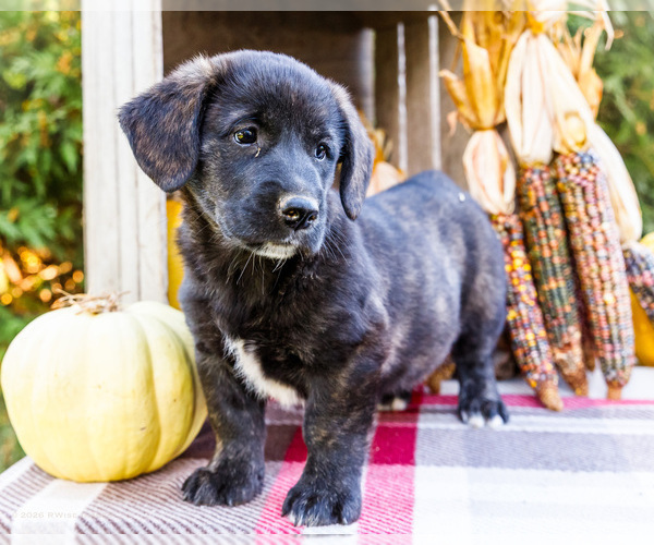 Medium Photo #1 Golden Retriever-Pembroke Welsh Corgi Mix Puppy For Sale in WAKARUSA, IN, USA
