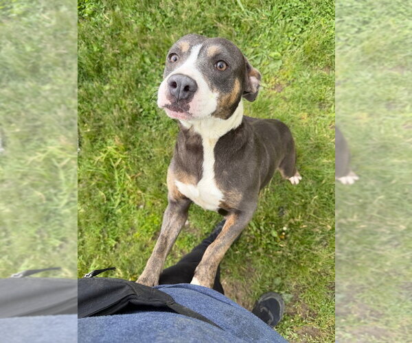 Medium Photo #3 American Staffordshire Terrier-Unknown Mix Puppy For Sale in Pierceton , IN, USA
