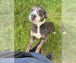 Small #2 American Staffordshire Terrier Mix