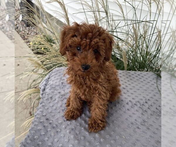 Medium Photo #2 Poodle (Toy) Puppy For Sale in ARTHUR, IL, USA