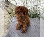 Danny - Male Poodle (Toy) Puppy for Sale - Photo #2