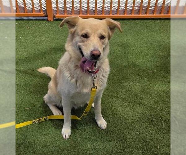 Medium Photo #1 German Shepherd Dog-Unknown Mix Puppy For Sale in Las Vegas, NV, USA