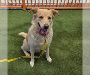 German Shepherd Dog-Unknown Mix Dogs for adoption in Las Vegas, NV, USA