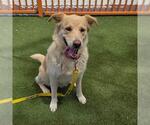 Small German Shepherd Dog Mix