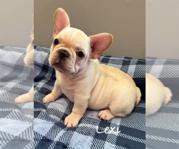 Medium Photo #6 French Bulldog Puppy For Sale in WILLIAMSVILLE, MO, USA